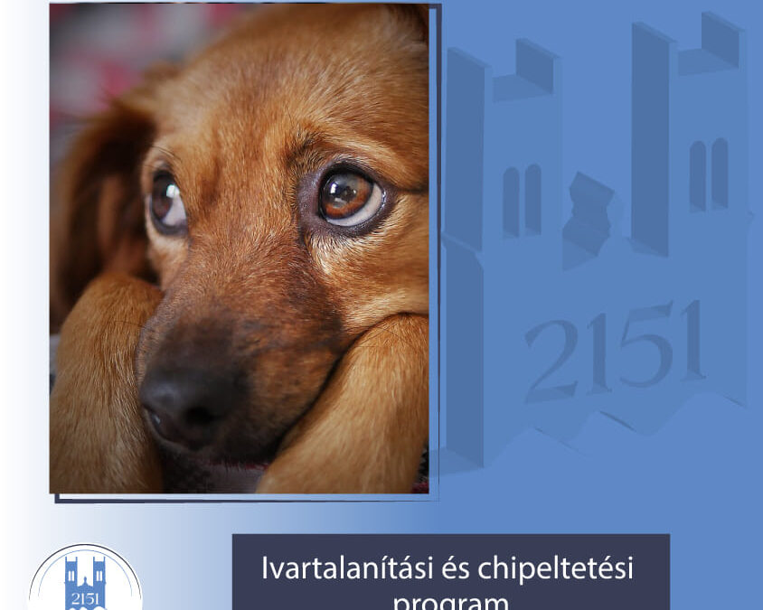 Ivartalanítási és chipeltetési program